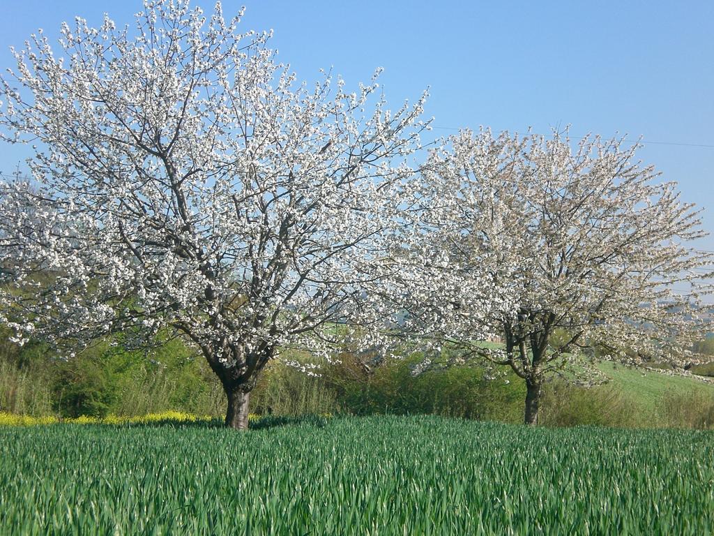 I Ciliegi Bed & Breakfast Osimo Eksteriør bilde