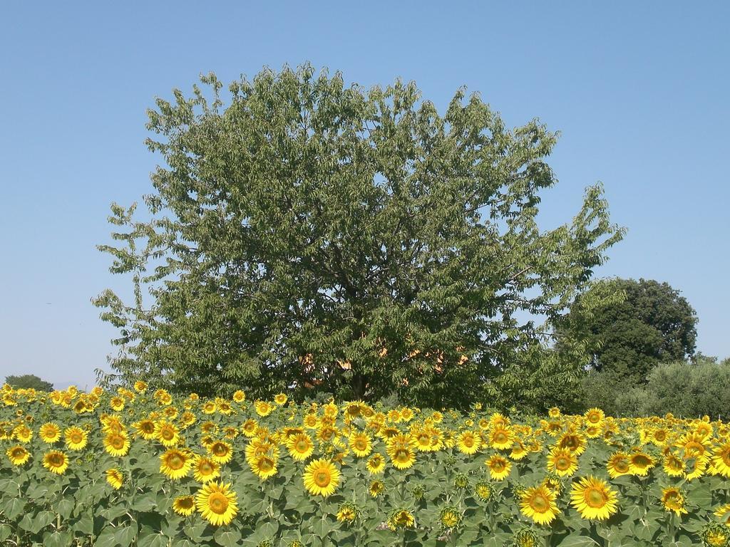 I Ciliegi Bed & Breakfast Osimo Eksteriør bilde