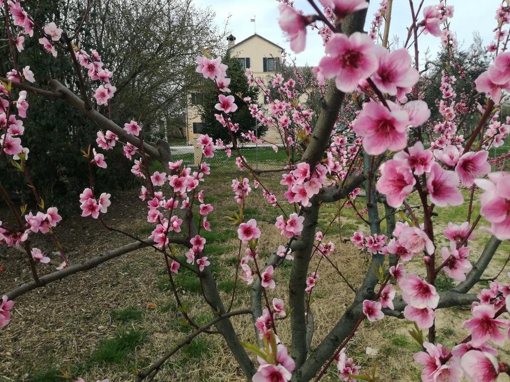 I Ciliegi Bed & Breakfast Osimo Eksteriør bilde