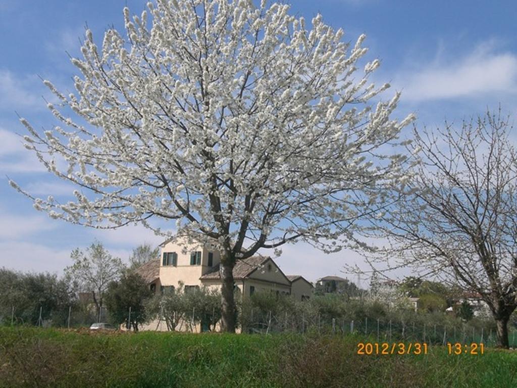 I Ciliegi Bed & Breakfast Osimo Eksteriør bilde